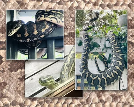Accepting the Serpents in the Roof: An Evolution from Anxiety to Fascination