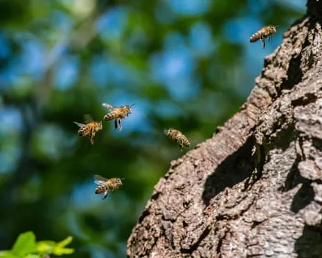 Why Protecting Honeybees Could Harm Wild Bee Species