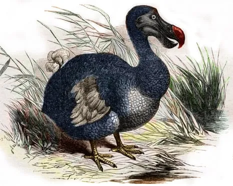 Scientists State They’ve Made a ‘Pivotal Step’ in Resurrecting the Extinct Bird for the Initial Instance in 300 Years